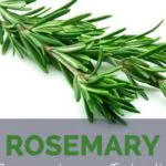 Rosemary Supplement