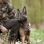 Protection Dogs